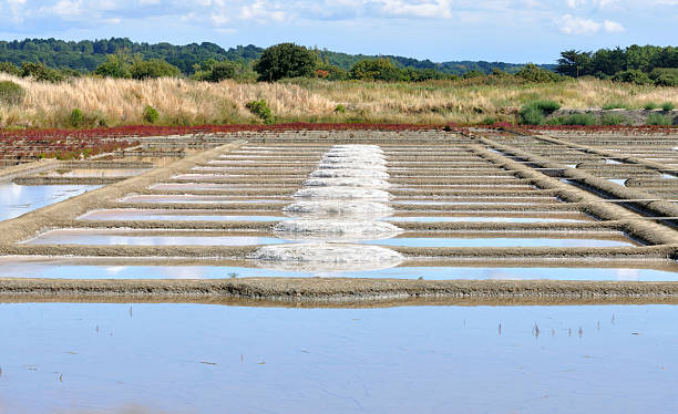 solución salina guérande - mer people fotografías e imágenes de stock