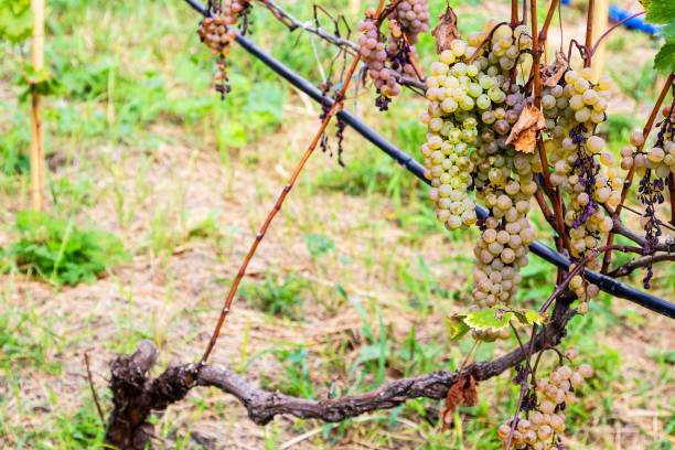 green grapes on vine in vineyard in Kakheti travel to Georgia - bunches of green grapes on vine in vineyard in Kakheti on autumn day kakheti georgia stock pictures, royalty-free photos & images