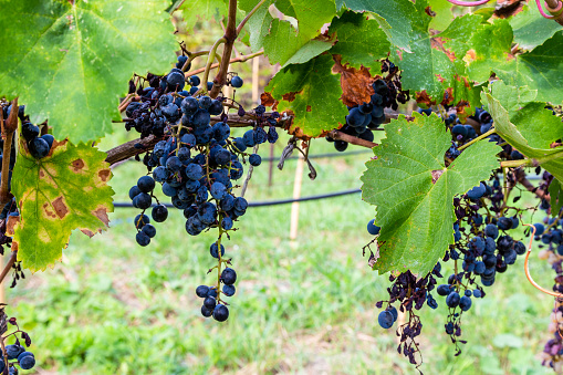 travel to Georgia - bunches of ripe black grapes in vineyard in Kakheti on autumn day