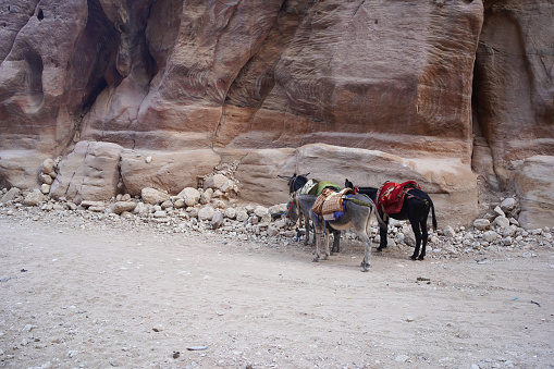 Camel near town Merzouga in Sahara desert in Morocco.