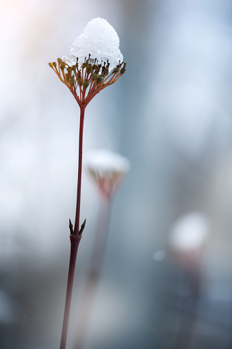 Dry and snow-covered plant in the winter