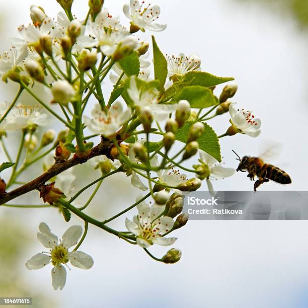 Biene An Sherry Stockfoto und mehr Bilder von Ast - Pflanzenbestandteil - Ast - Pflanzenbestandteil, Baum, Baumblüte