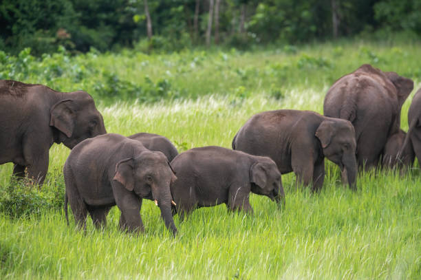istock Herd of wild Asian elephants eating grass 1846917500