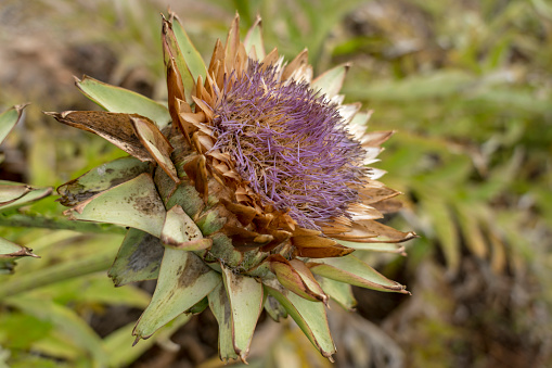 Wildly growing ninety-folly (Carlina acanthifolia subsp) very rare thermophilic plant blooming on grasslands among fields on a warm morning morning