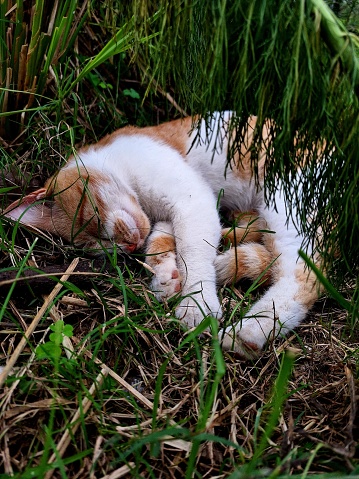a cat sleeping soundly on the plantation