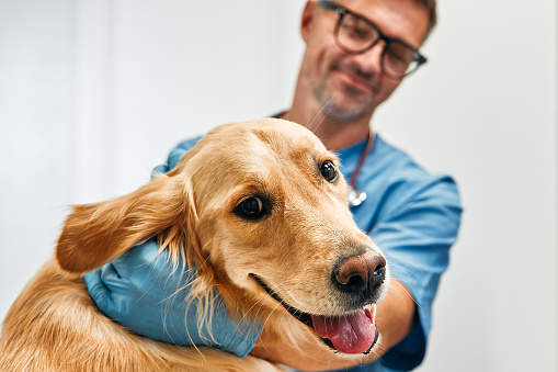 Veterinarian examining golden retriever dog in the office of a modern veterinary clinic. Treatment and vaccination of pets.