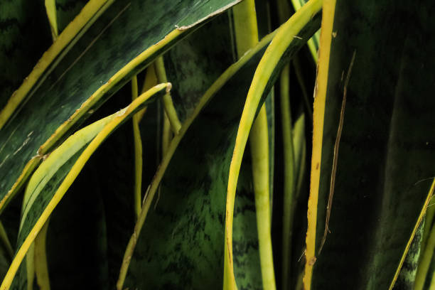 istock close up of Sansevieria ornamental plants 1846928955