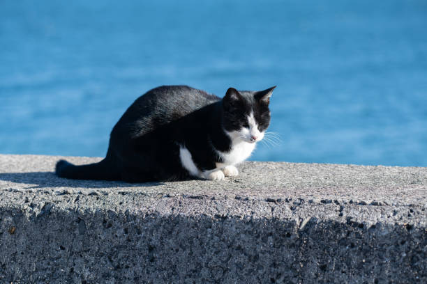 istock Cat relaxing on the embankment 1846931631