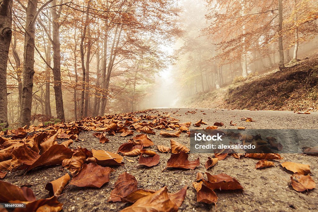 Autumn beech Misty and foggy road in autumn beech landscape. Asphalt Stock Photo