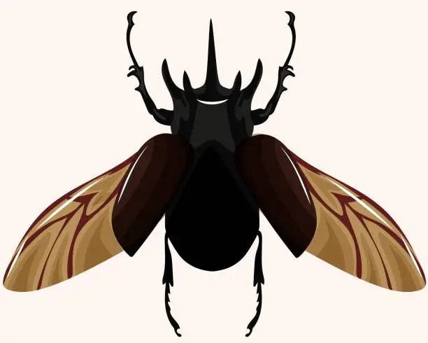 Vector illustration of black beetle