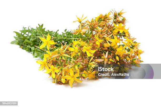 Hypericum Perforatum - Fotografias de stock e mais imagens de Amarelo - Amarelo, Botânica - Ciência de plantas, Bouquet