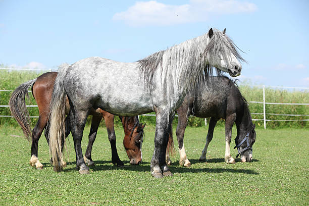 Grey welsh pony standing on pasturage Grey welsh pony on pasturage in front of others welsh pony foal stock pictures, royalty-free photos & images