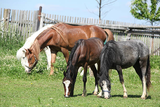 Welsh ponnies on pasturage Welsh ponnies eating grass on pasturage in summer welsh pony foal stock pictures, royalty-free photos & images