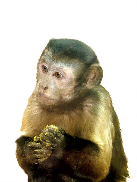 istock image of a small monkey with food 184694949