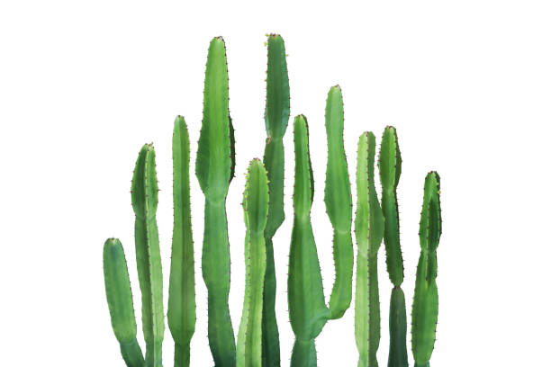 istock Tall Cactus Plants Isolated on White Background with Clipping Path 1846950322