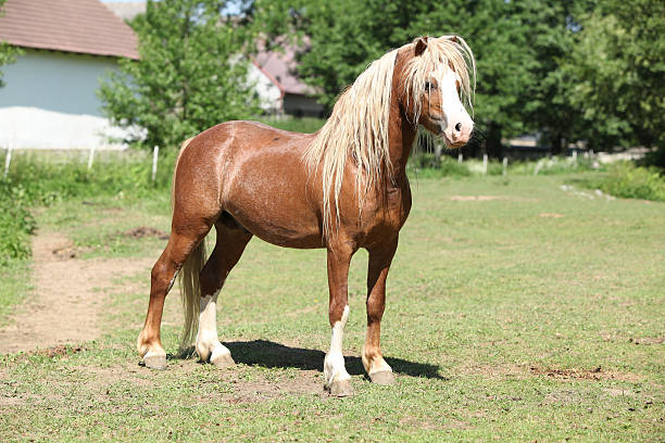 Beautiful chestnut welsh mountain pony stallion with blond hair standing on pasturage