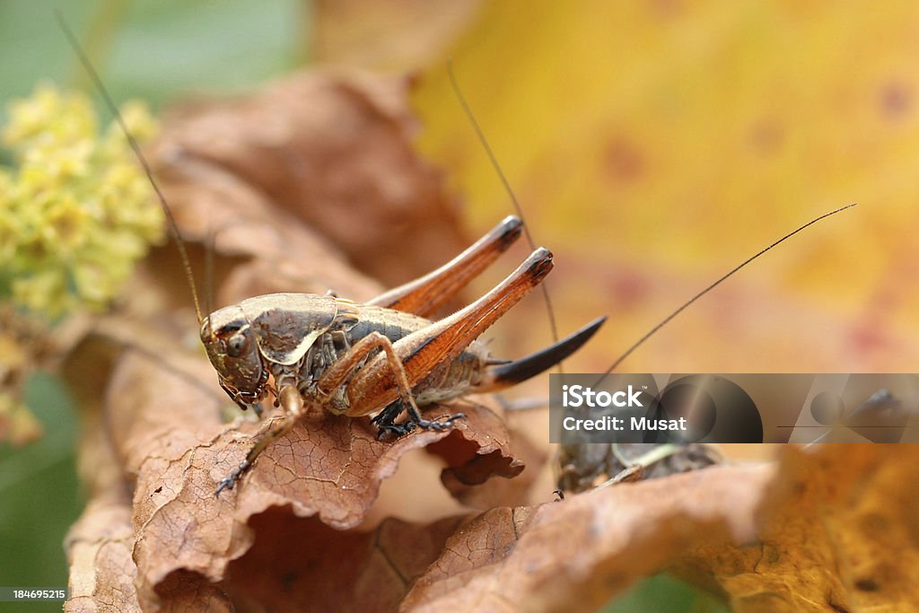 Grasshoppers auf Rotes Blatt - Lizenzfrei Bauch Stock-Foto