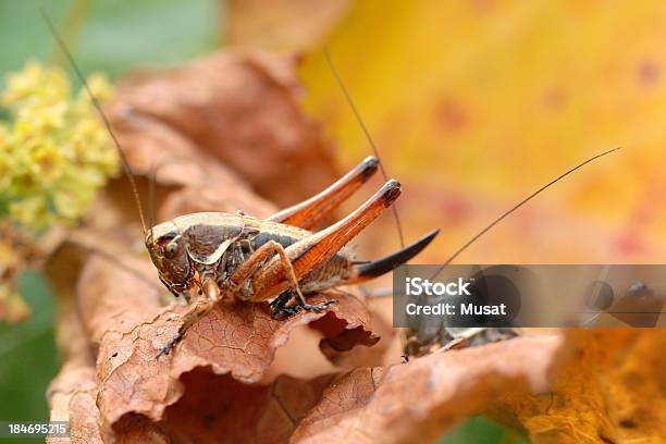 Grasshoppers Di Foglia Rosso - Fotografie stock e altre immagini di Addome - Addome, Addome animale, Antenna - Parte del corpo animale