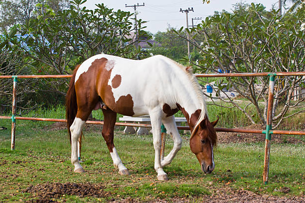 istock horse at thailand 184695352