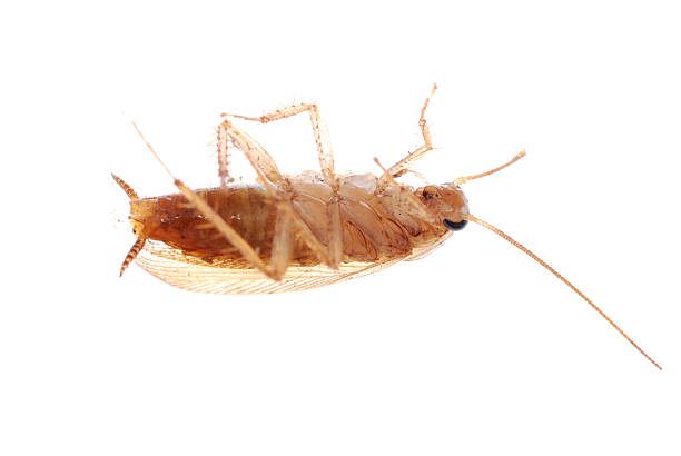 german cockroach isolated stock photo
