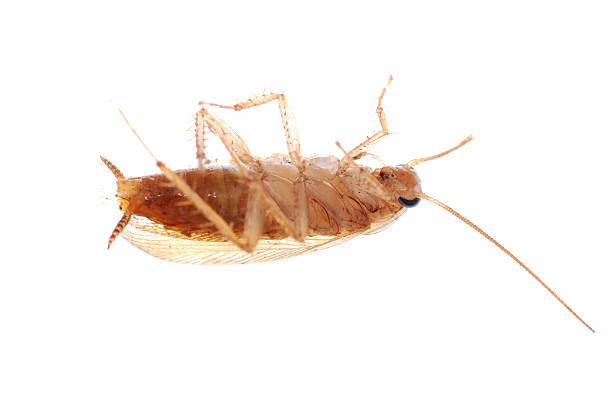 Niemiecki cockroach puste – zdjęcie