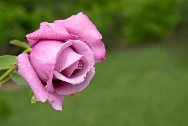 Pink rose close up as romantic flowers
