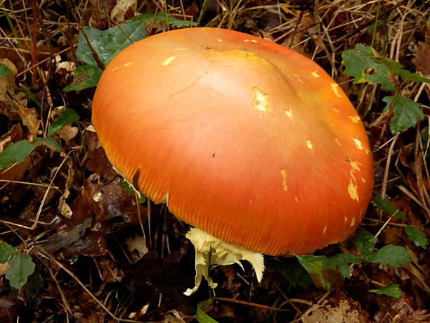 Amanita Caesarea Mushroom A large (17cms dia) Amanita Caesarea Mushroom, aka Caesars Mushroom, found in the woods. In France known as Roi de Champignons amanita caesarea stock pictures, royalty-free photos & images