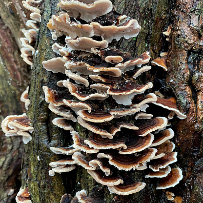 Layers of Turkey tail funghi on a dead tree trunk in Mousehold Heath, Norwich