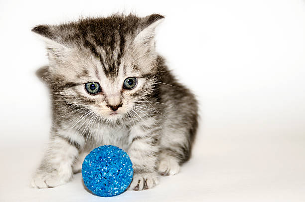 Little striped kitten and a blue ball stock photo