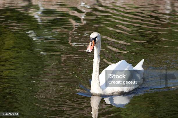 Łabędź W Lake - zdjęcia stockowe i więcej obrazów Bajka - Bajka, Dziewiczość, Dzień