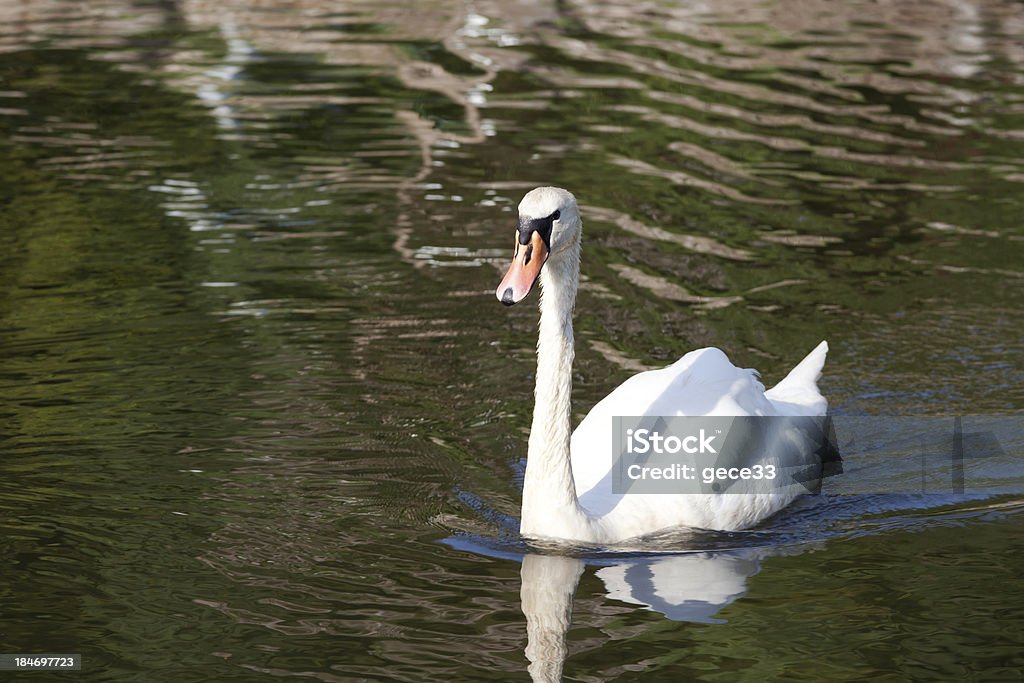 Swan em um lago - Foto de stock de Amor royalty-free