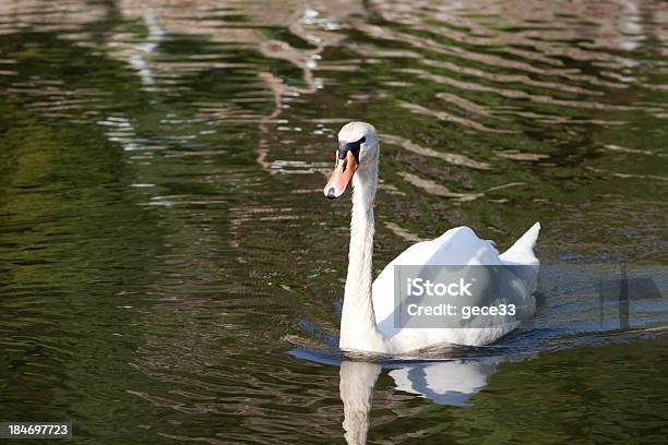 Foto de Swan Em Um Lago e mais fotos de stock de Amor - Amor, Animal, Arte