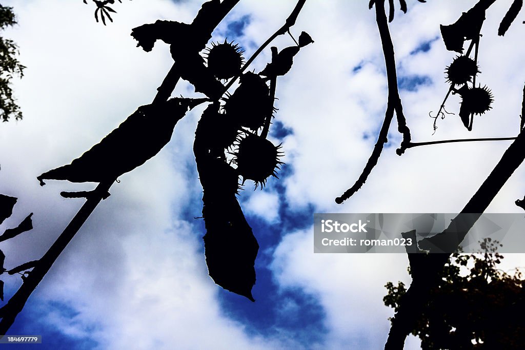 branches de chestnut en automne - Photo de Arbre libre de droits