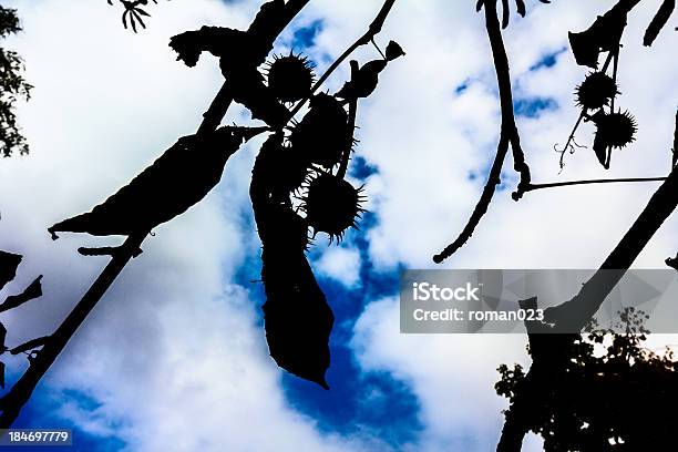 Photo libre de droit de Branches De Chestnut En Automne banque d'images et plus d'images libres de droit de Arbre - Arbre, Automne, Bleu