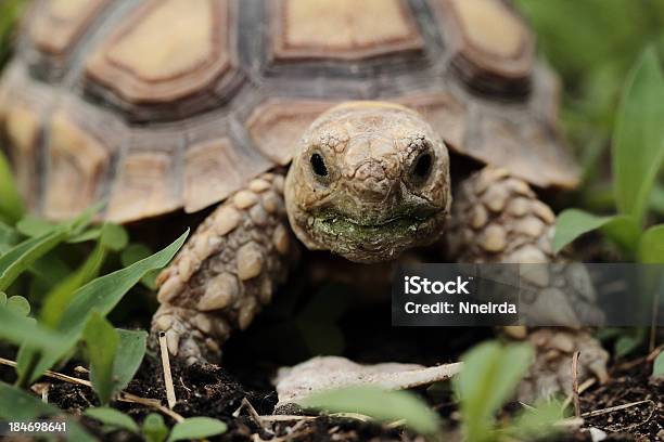 Tortuga Africana Foto de stock y más banco de imágenes de Aire libre - Aire libre, Animal, Armadura - Armadura tradicional