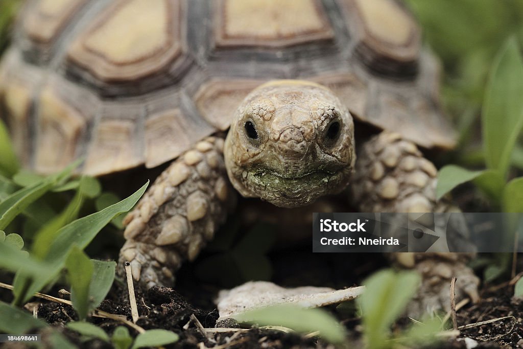 ケヅメリクガメ（Sulcata ) - カメの甲羅のロイヤリティフリーストックフォト