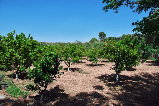 Small mango garden in center of Pakistan