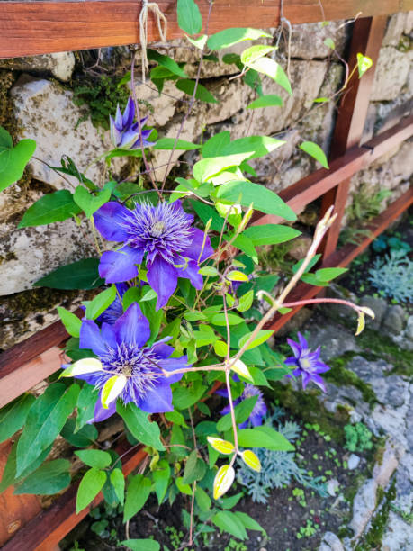 istock Purple Clematis Flowers in Spring Garden 1846994598