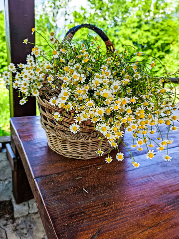 Fresh Picked Chamomile  in a Basket