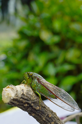 A close-up photo of a green cicada sitting on a tree branch. Cicada is a superfamily, the Cicadoidea, of insects in the order Hemiptera. Macro Photography.