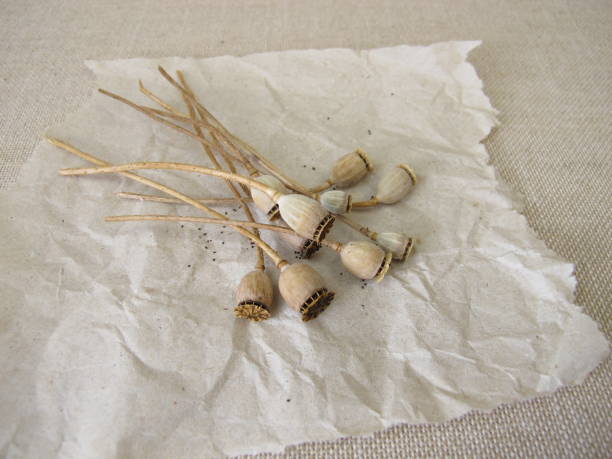 Close up of dried poppy seed pod heads laying on timber table