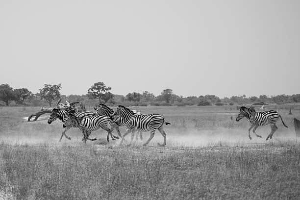 istock Running herd of zebras, black and white photo 184701149