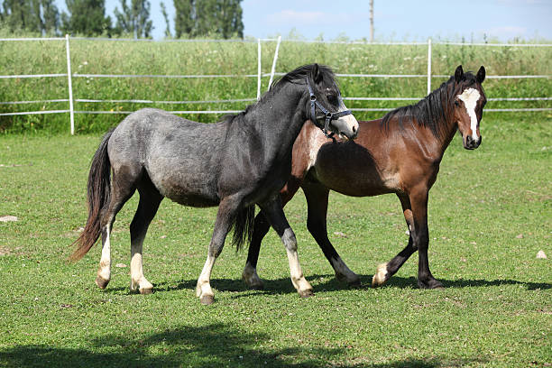 Two adorable welsh pony foals in summer Two adorable welsh pony foals on pasturage in summer welsh pony foal stock pictures, royalty-free photos & images