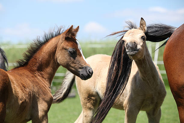 Two adorable welsh pony foals in summer Two adorable welsh pony foals on pasturage in summer welsh pony foal stock pictures, royalty-free photos & images