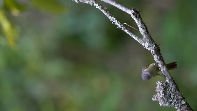The mother small minivet bird feeds her babies in the nest on a tree branch. Portrait mode