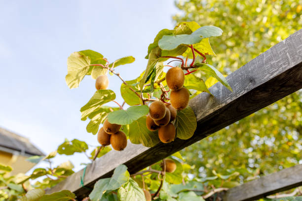 A branch with ripe kiwi fruits on a support