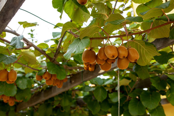 istock Support for the thin branches of the kiwi tree with ripe fruits 1847028924