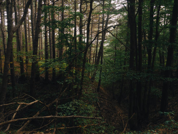 istock gloomy old pine forest. for background and text 1847028936
