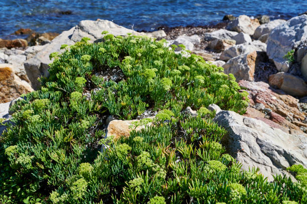 Crambe maritima, Sea Kale in spring. Leaves of sea kale at this stage make a good vegetable dish when cooked. Even more so if blanched (like rhubarb or chicory) first.