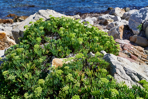 Sea Fennel (Crithmum maritimum) on a beach in Posada. Province of Nuoro. Sardinia. Italy.